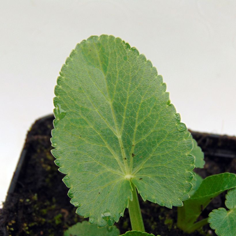 Eryngium giganteum - Cardo santo (Follaje)