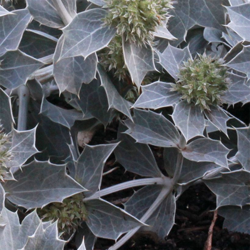 Eryngium maritimum - Cardo de mar (Follaje)