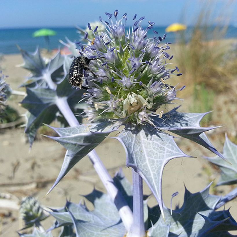 Eryngium maritimum - Cardo de mar (Floración)