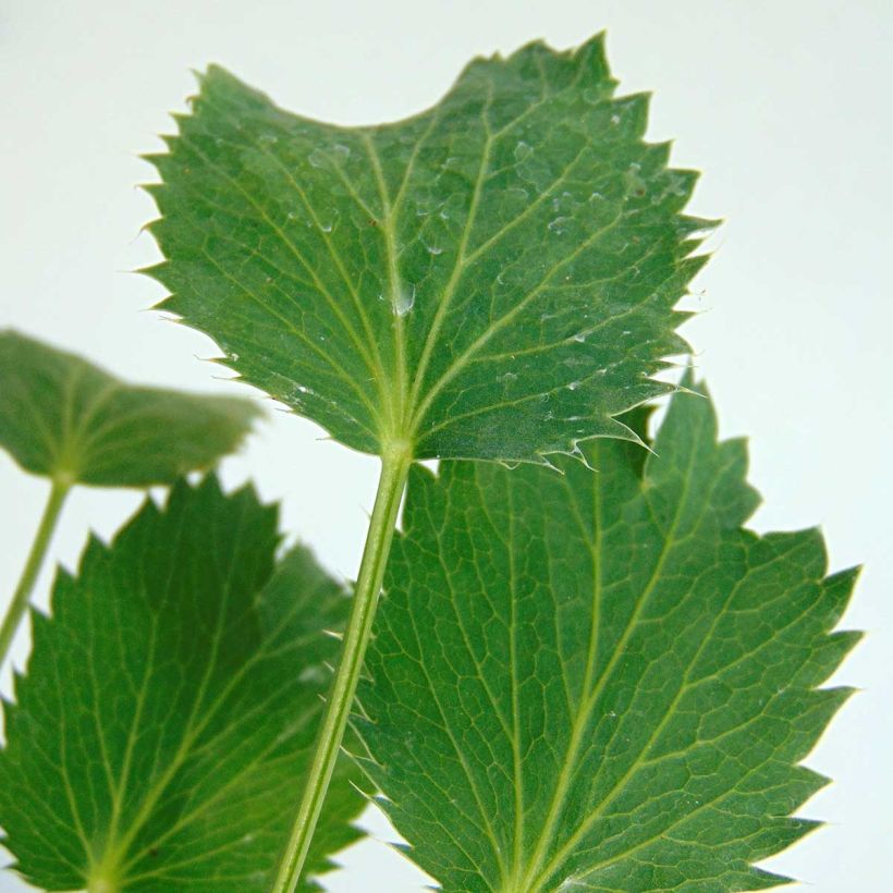 Eryngium oliverianum - Eringio (Follaje)