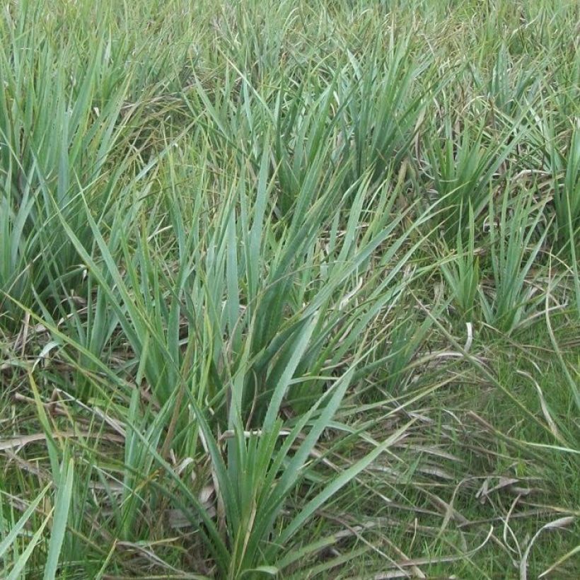 Eryngium pandanifolium - Cardo pandano (Porte)