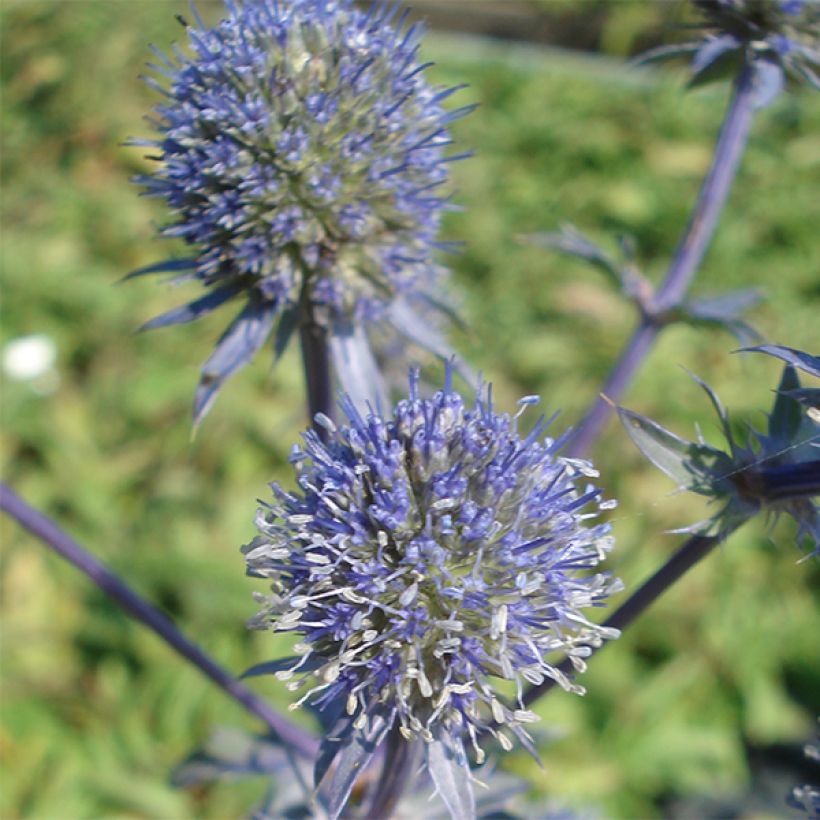 Eryngium planum Blauer Zwerg - Cardo plano (Floración)