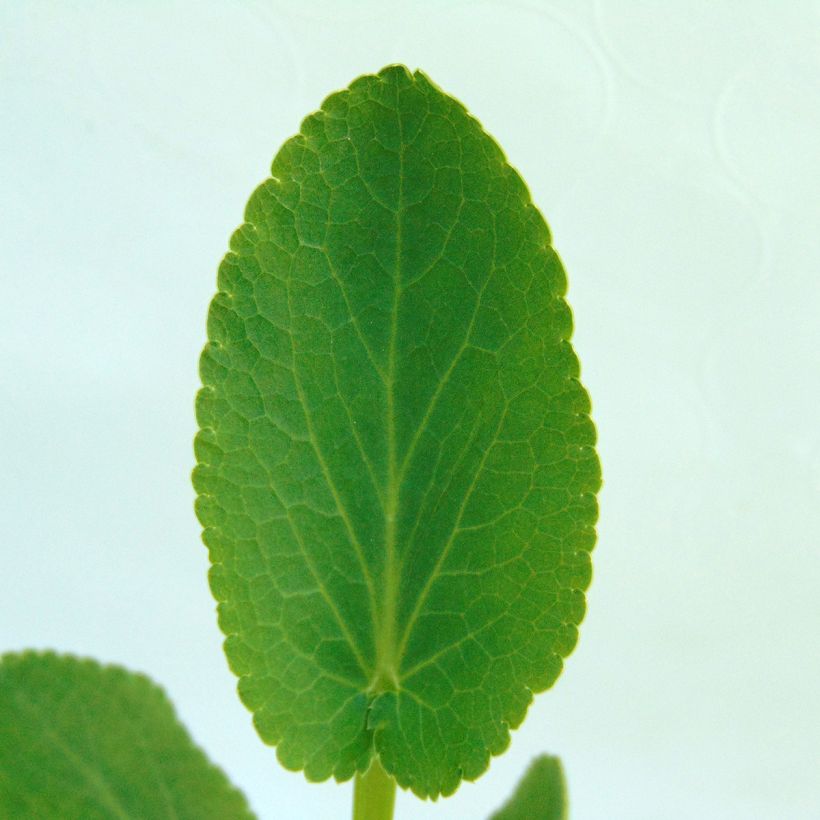 Eryngium planum Blauer Zwerg - Cardo plano (Follaje)