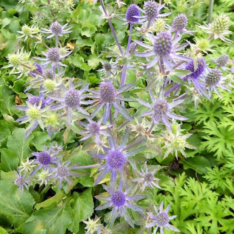 Eryngium planum Blue Hobbit - Cardo plano (Floración)