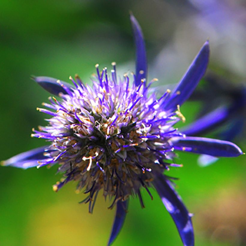 Eryngium planum Jade Frost - Cardo plano (Floración)