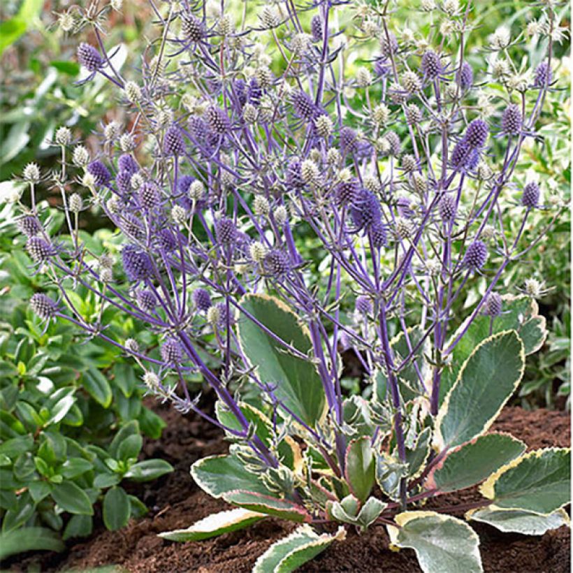 Eryngium planum Jade Frost - Cardo plano (Porte)