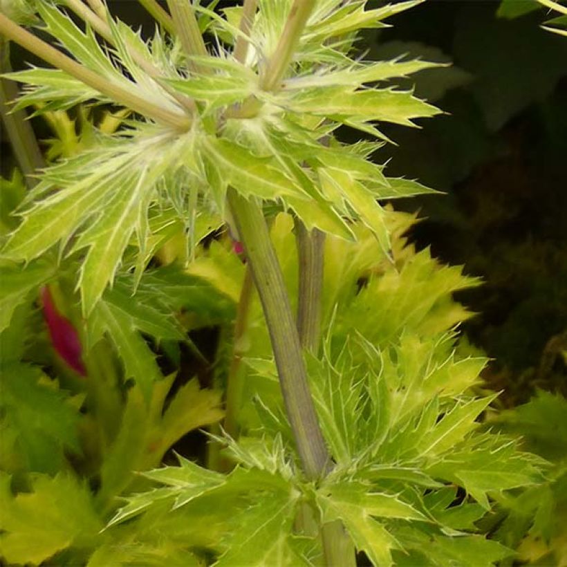 Eryngium planum Neptune's Gold - Cardo plano (Follaje)