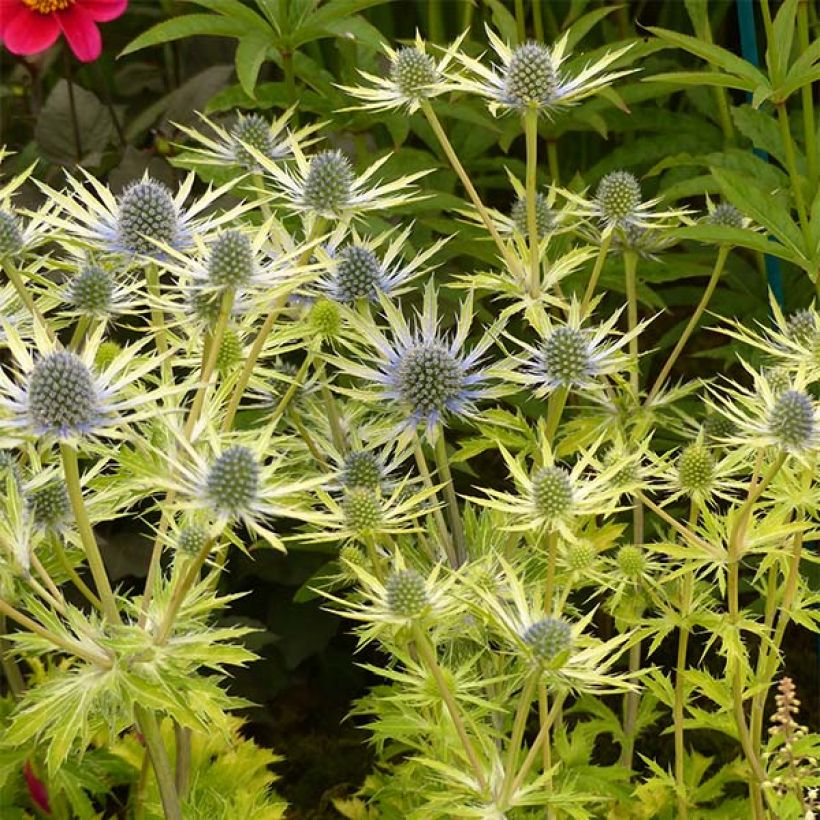 Eryngium planum Neptune's Gold - Cardo plano (Porte)