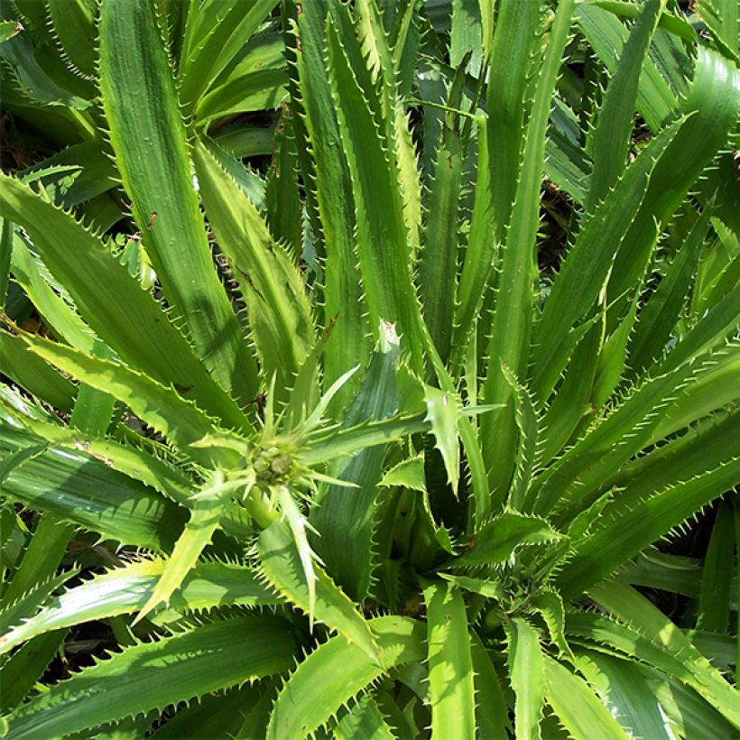 Eryngium serra - Cardo serrado (Follaje)