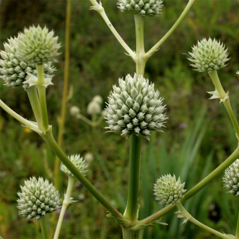 Eryngium serra - Cardo serrado (Floración)