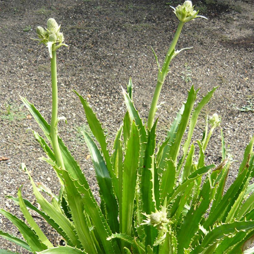 Eryngium serra - Cardo serrado (Porte)