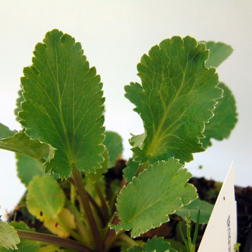 Eryngium tripartitum - Cardo trífido (Follaje)