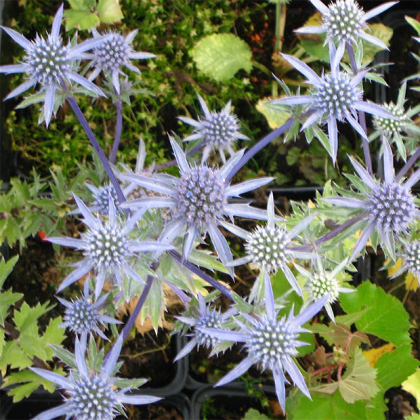 Eryngium tripartitum - Cardo trífido (Floración)