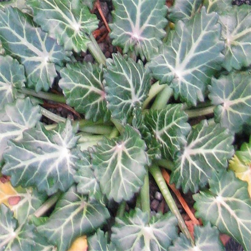 Eryngium variifolium (Follaje)