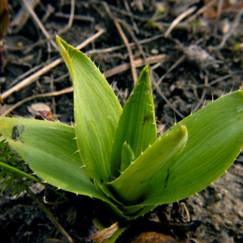 Eryngium yuccifolium - Cardo de hoja de yuca (Follaje)