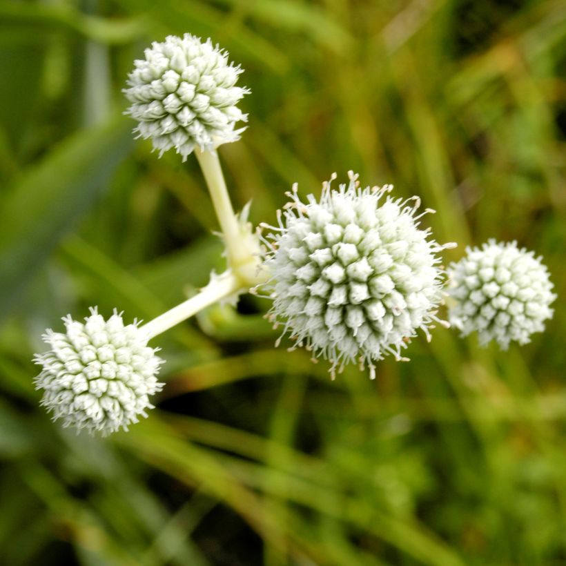 Eryngium yuccifolium - Cardo de hoja de yuca (Floración)