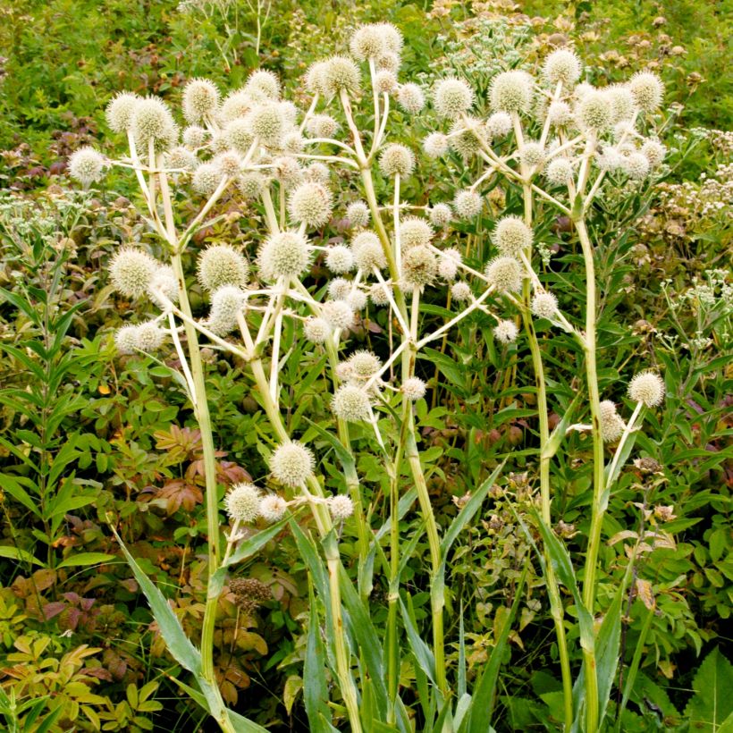 Eryngium yuccifolium - Cardo de hoja de yuca (Porte)