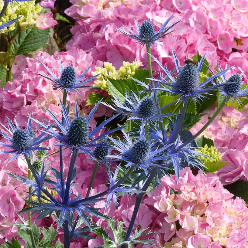 Eryngium zabelii Big Blue - Eringio (Floración)