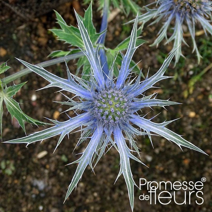 Eryngium zabelii Violetta - Eringio (Floración)