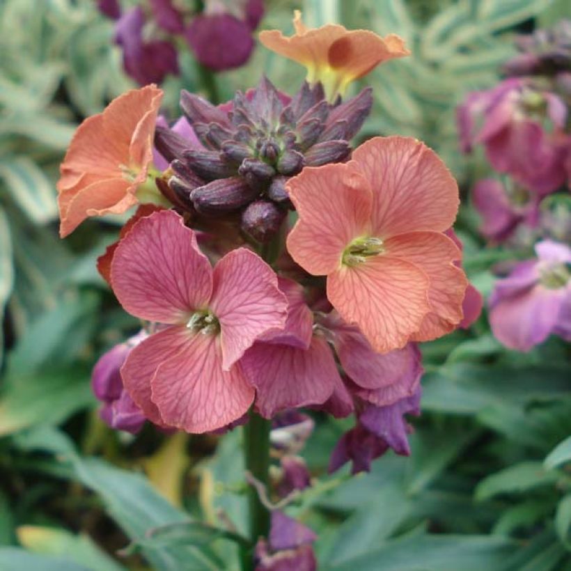 Erysimum Constant Cheer - Alhelí (Floración)