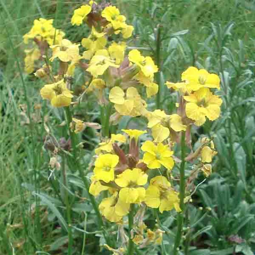 Erysimum Jubilee Gold - Alhelí (Floración)