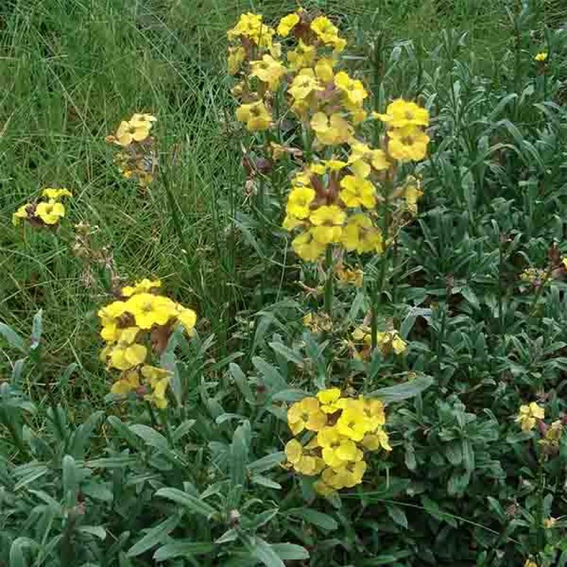 Erysimum Jubilee Gold - Alhelí (Porte)