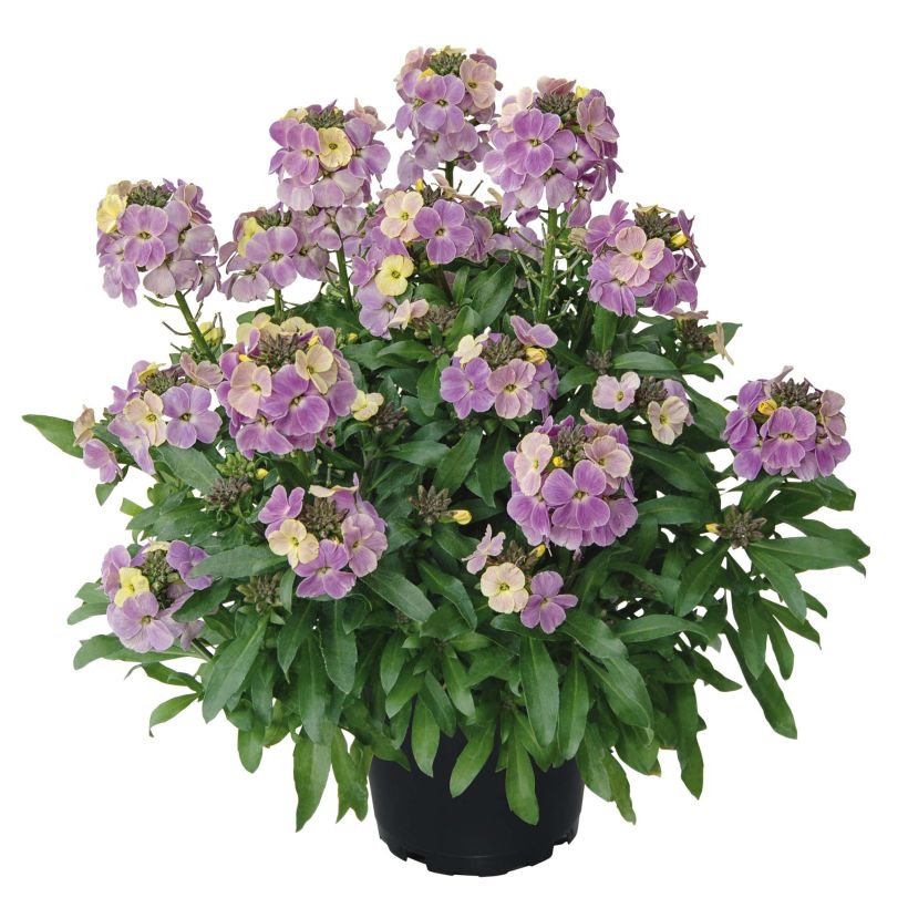 Erysimum WINTER Romance - Alhelí (Porte)