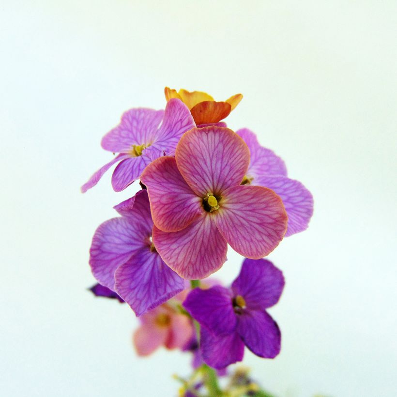 Erysimum linifolium Variegatum - Alhelí (Floración)