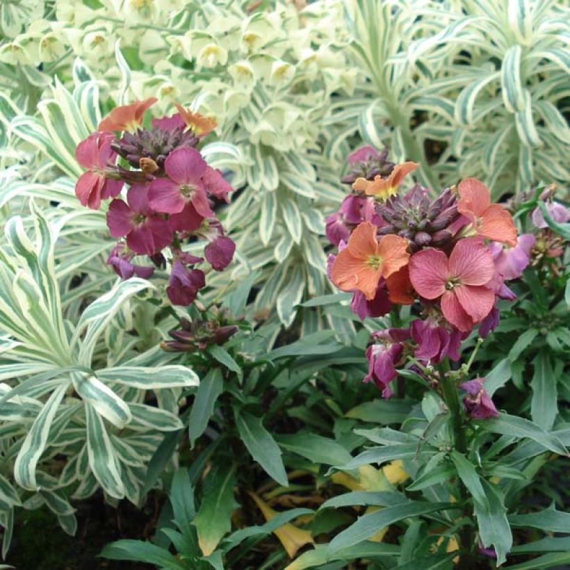 Erysimum Constant Cheer - Alhelí (Porte)