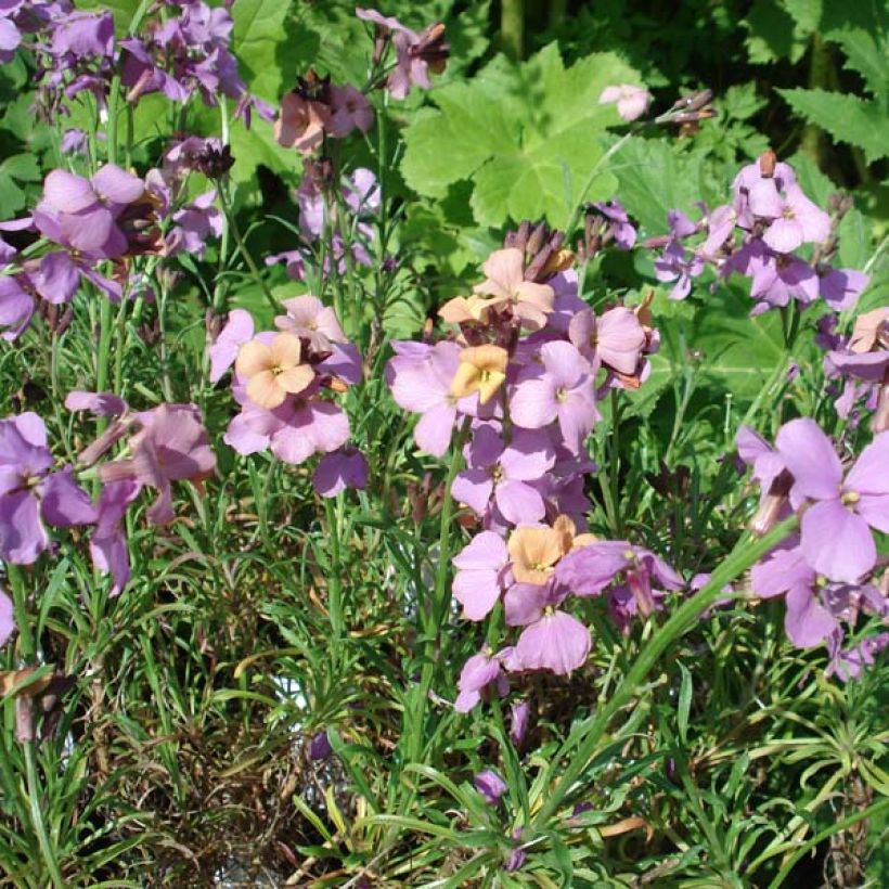 Erysimum Jenny Brook - Alhelí (Porte)