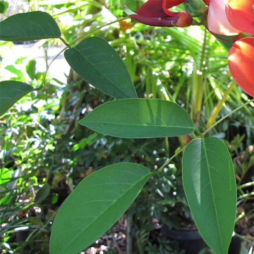 Erythrina crista-galli - Ceibo (Follaje)