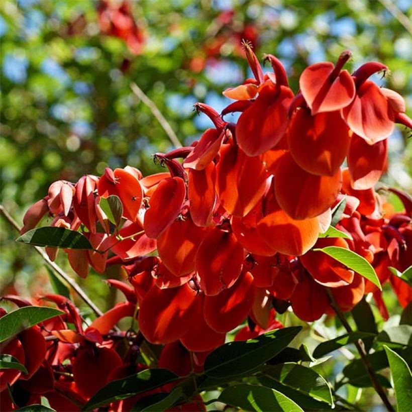 Erythrina crista-galli - Ceibo (Floración)