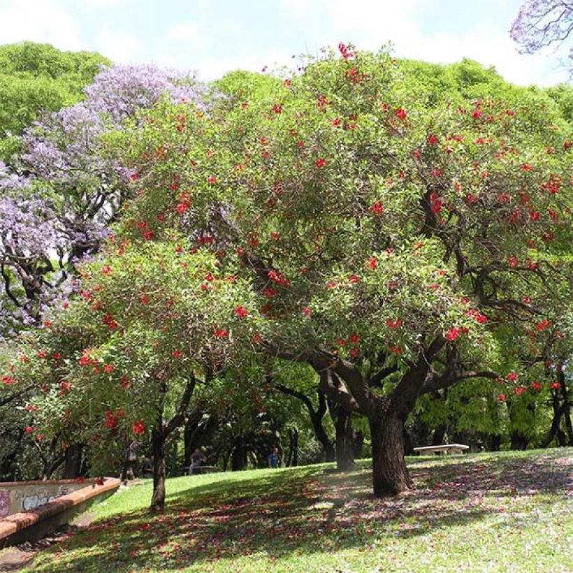 Erythrina crista-galli - Ceibo (Porte)