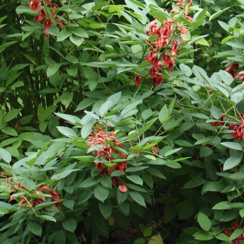 Erythrina crista-galli Compacta - Ceibo (Follaje)