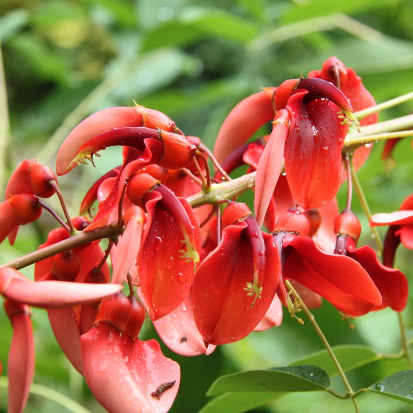 Erythrina crista-galli Compacta - Ceibo (Floración)