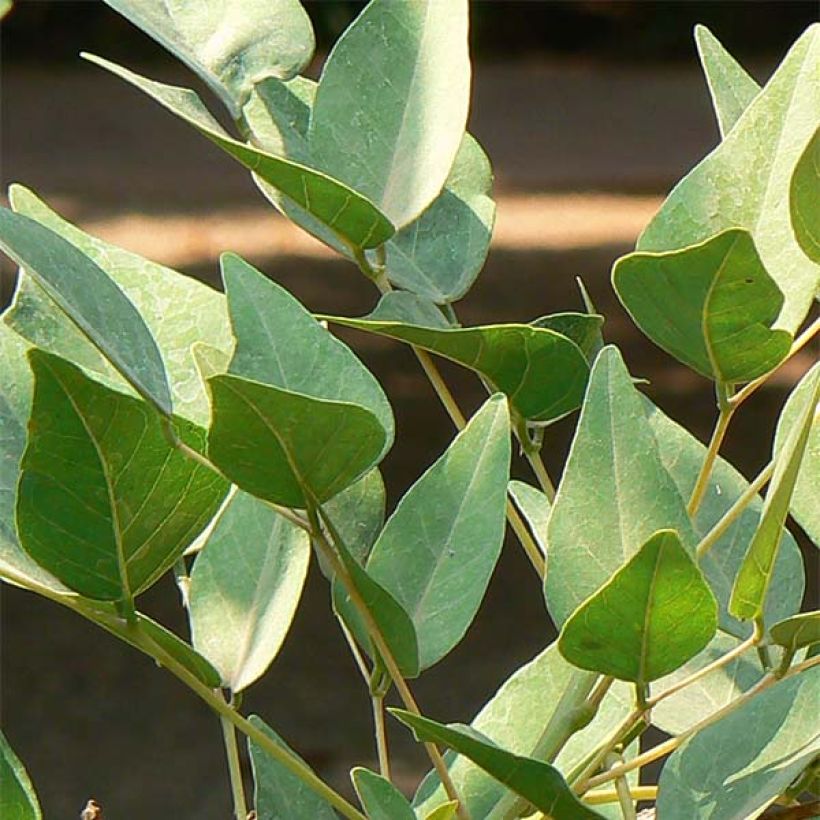 Erythrina bidwillii - Coralito (Follaje)