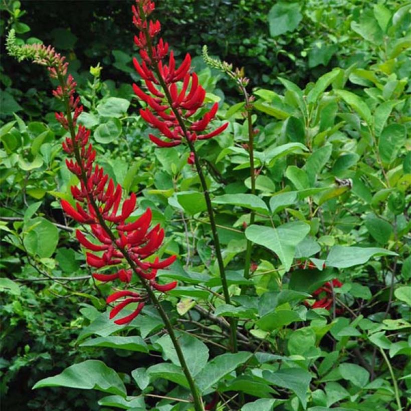 Erythrina bidwillii - Coralito (Porte)