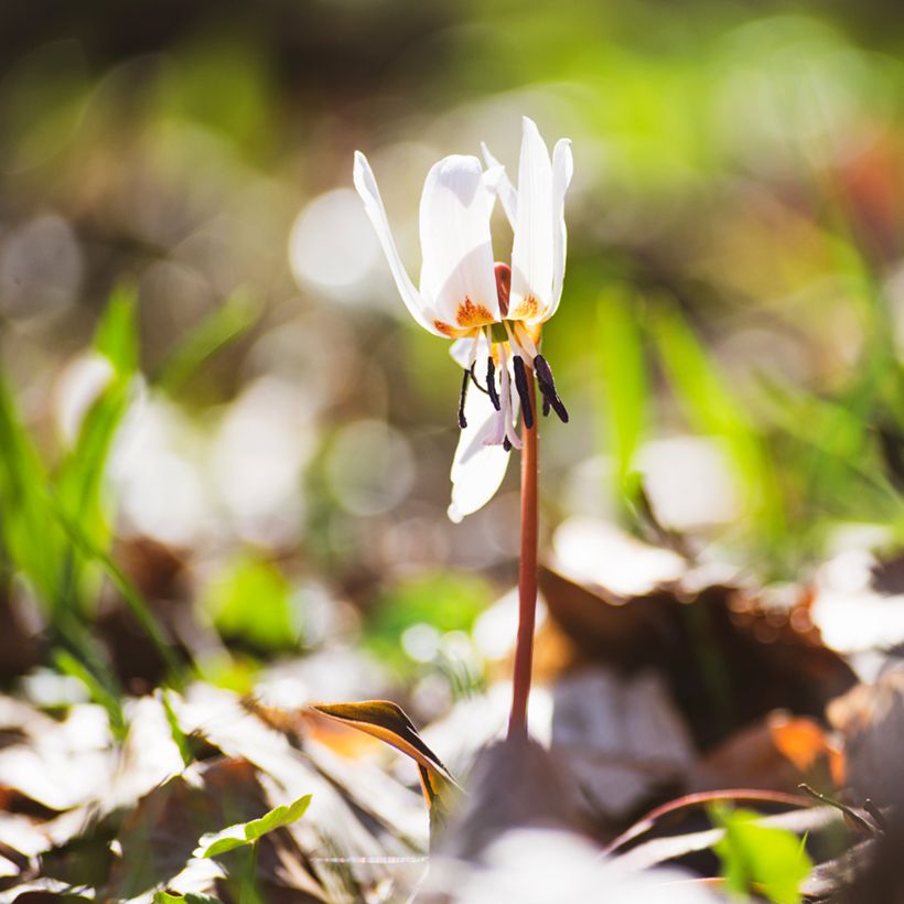 Erythronium tuolumnense White Beauty (Porte)