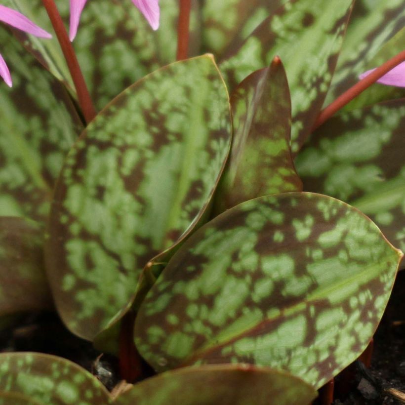 Erythronium dens canis Purple King - Diente de perro (Follaje)