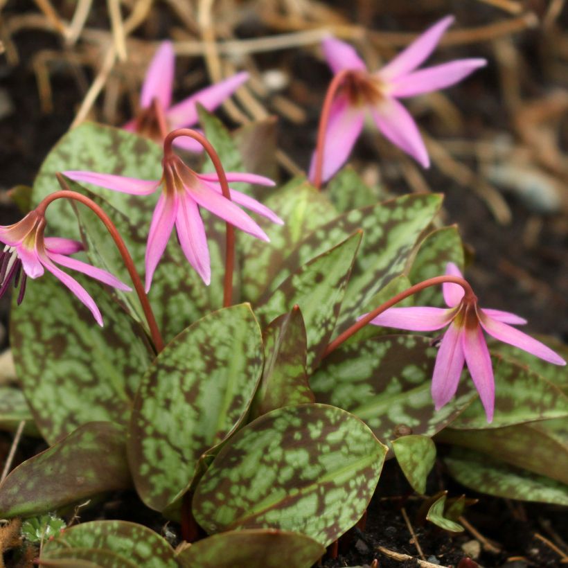 Erythronium dens canis Purple King - Diente de perro (Porte)