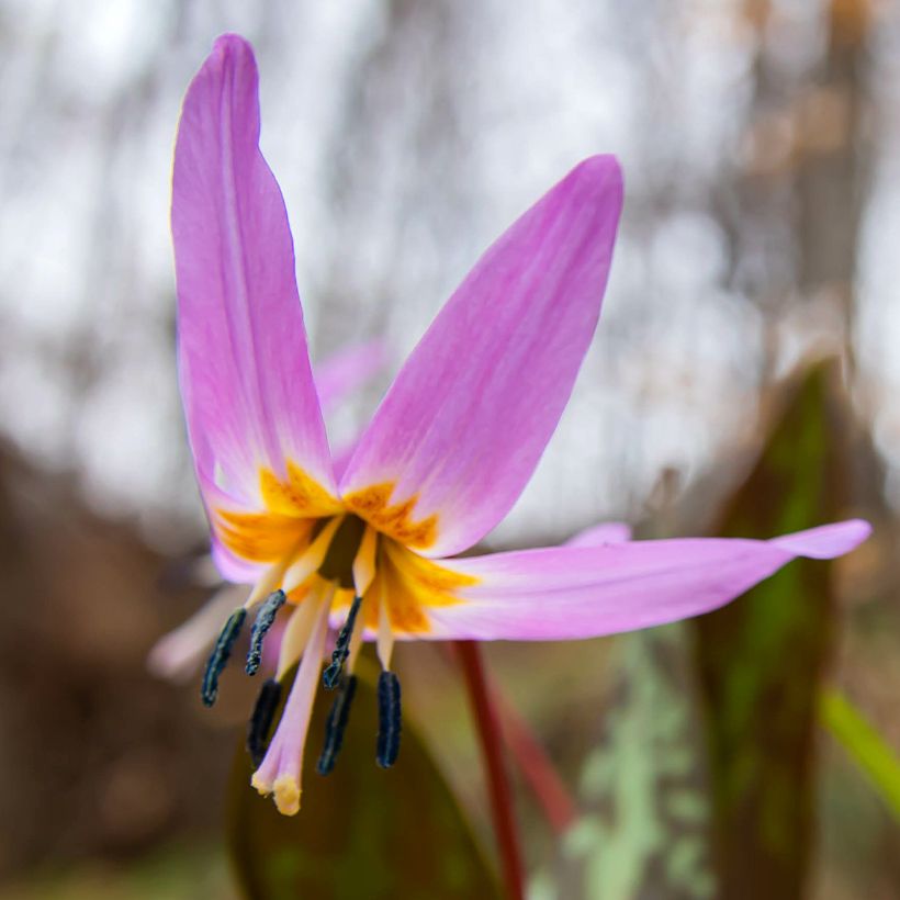 Erythronium dens canis Purple King - Diente de perro (Floración)