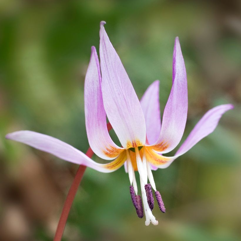 Erythronium dens-canis - Diente de perro (Floración)