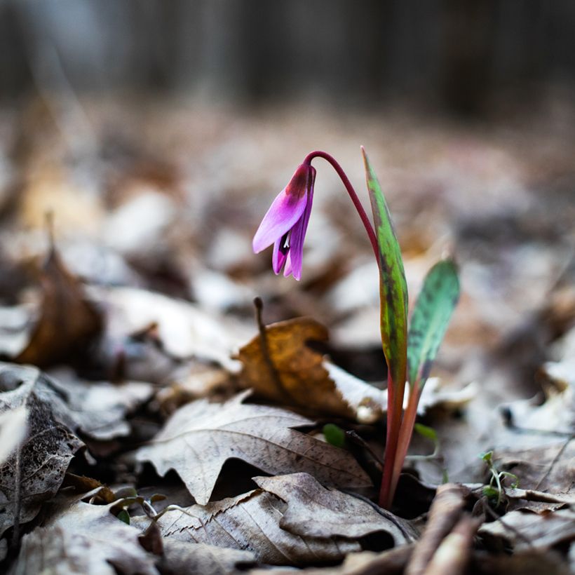 Erythronium dens-canis - Diente de perro (Porte)