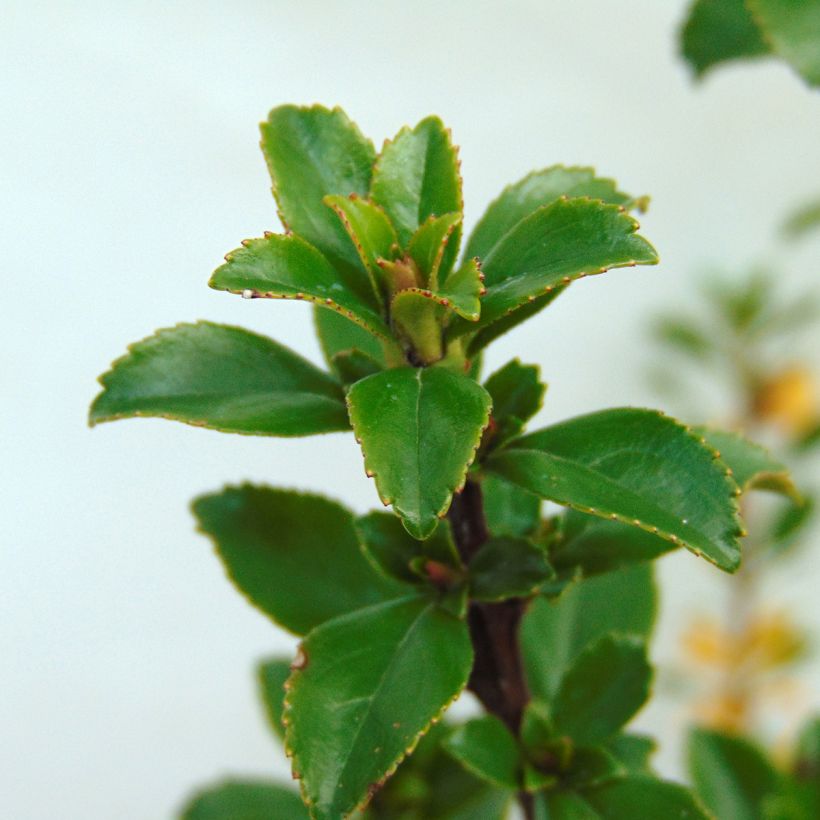 Escallonia Apple Blossom (Follaje)