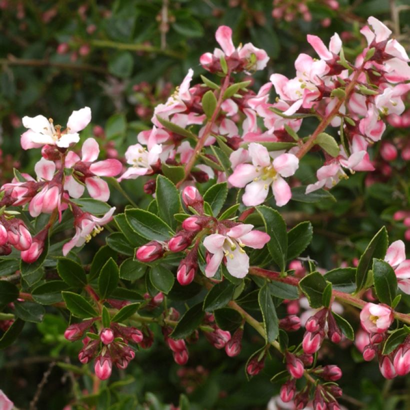 Escallonia Apple Blossom (Floración)