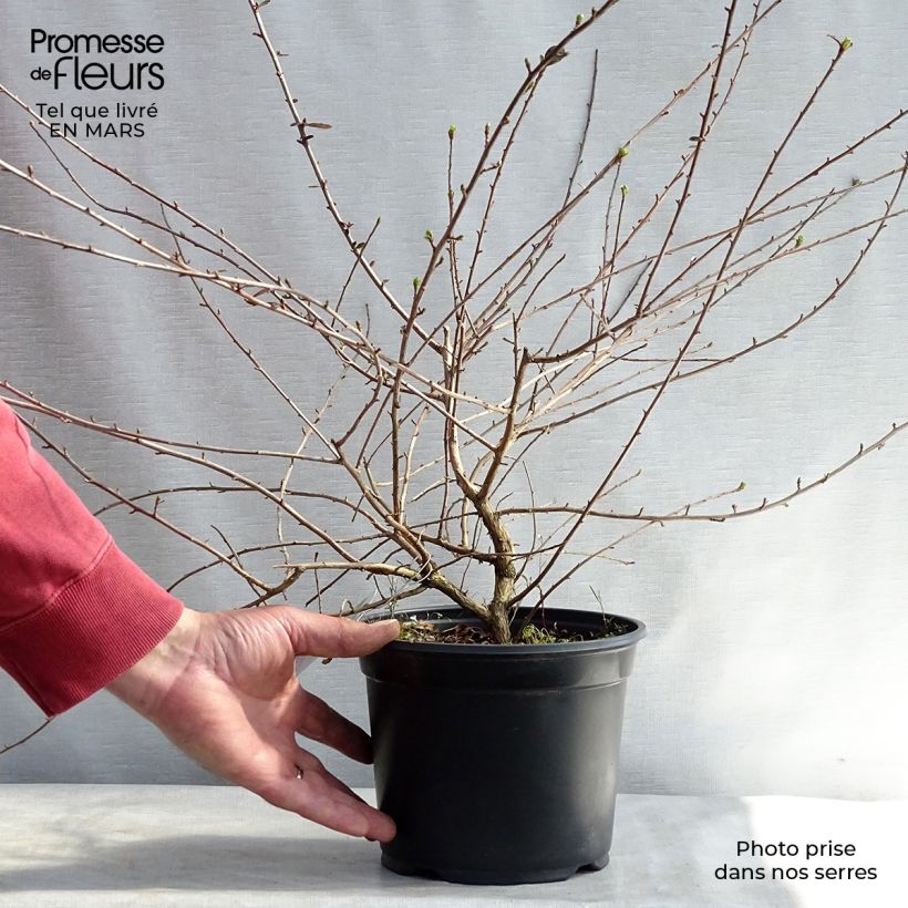 Escallonia C.F. Ball en pot de 2L/3L Ejemplar entregado en invierno