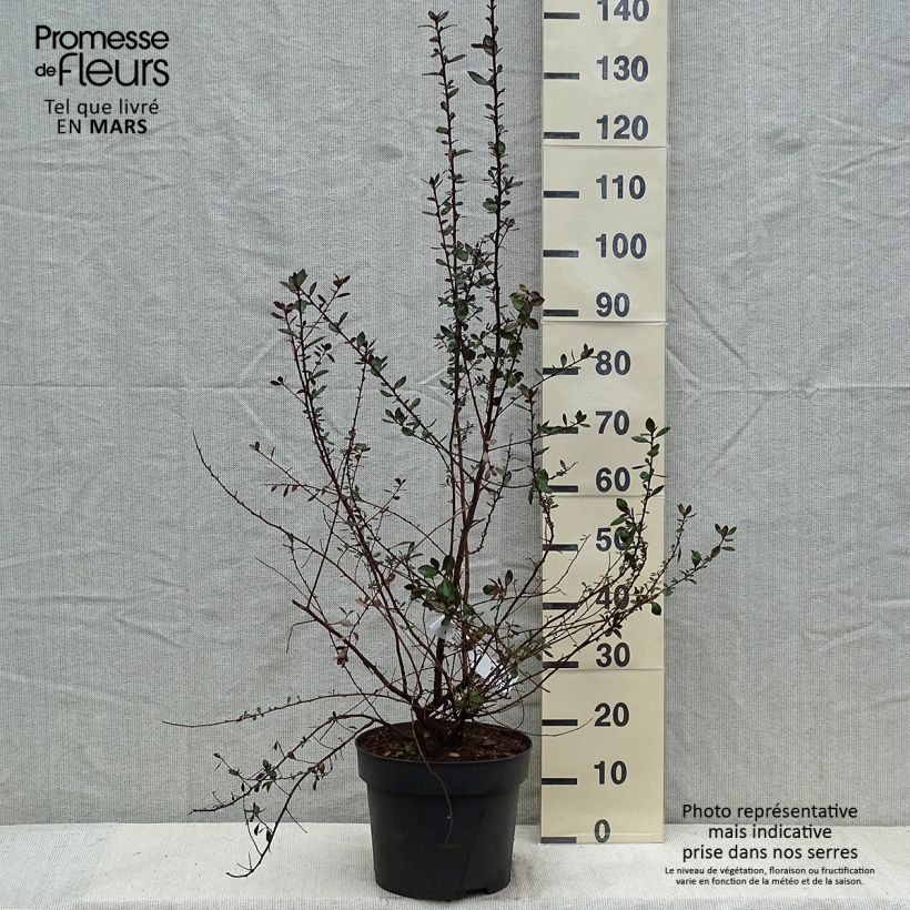 Escallonia C.F. Ball en pot de 7,5L/10L Ejemplar entregado en invierno