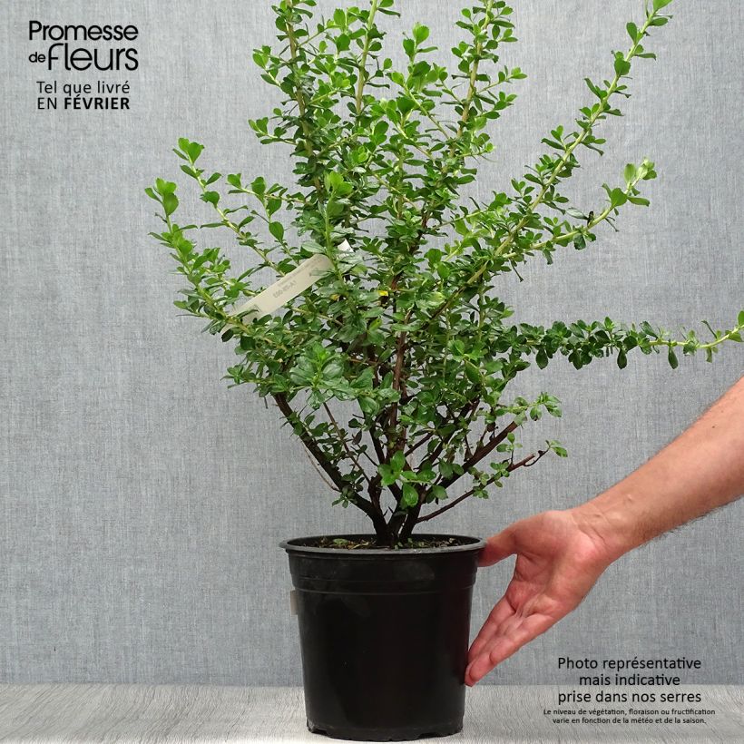 Ejemplar de Escallonia Donard Radiance Pot de 3.5L entregado en otoño