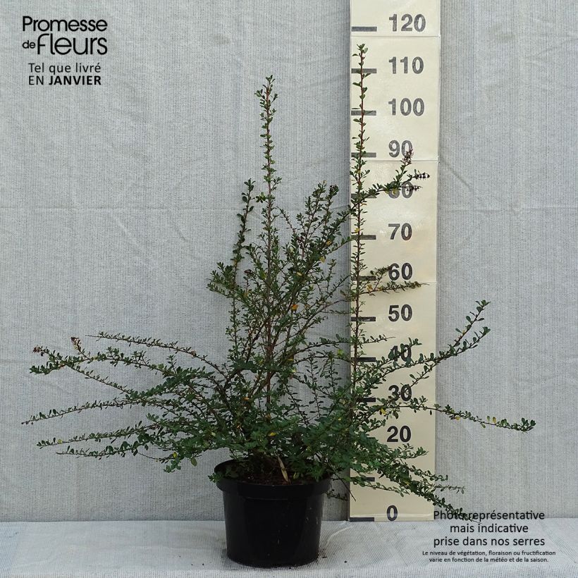 Escallonia Donard Seedling en pot de 7,5L/10L Ejemplar entregado en invierno