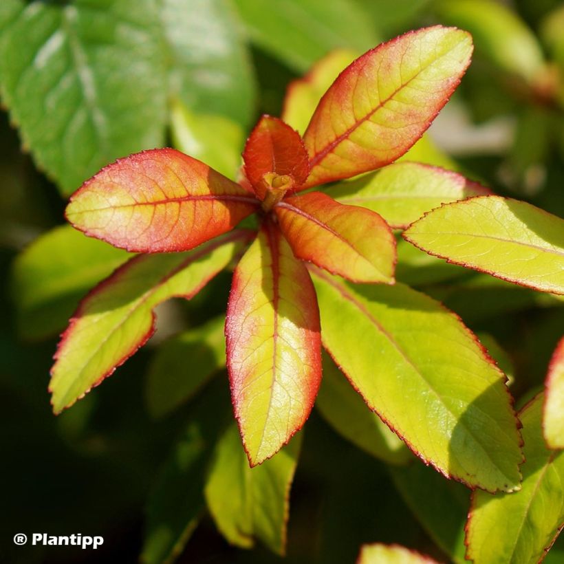 Escallonia Glowing Embers (Follaje)